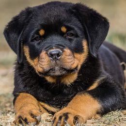 Rottweiler Puppies from Gottlïchen Rottweilers