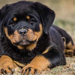 Rottweiler Puppies from Gottlïchen Rottweilers
