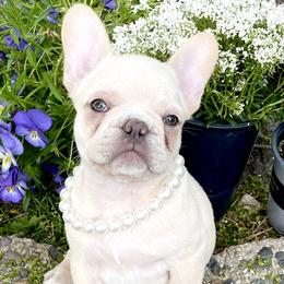French Bulldog Puppies from Boise French Bulldogs