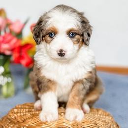 Sprinkles (Dark Blue Collar) - Blue merle male Aussiedoodle puppy in Sharpsburg, Georgia from Steindoodles