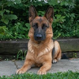 London - German Shepherd