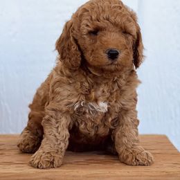 Goldendoodles from Betty's Goldendoodles