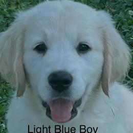 Boy 2 - male Golden Retriever puppy in Liberty, Kentucky from Janean Stark