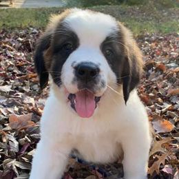 Saint Berdoodles from Bentley's Beloved Paws