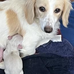 Dachshund puppies from Dachshund Family Love Breeders
