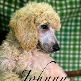 Johnny - Cream male Poodle puppy in Greenville, North Carolina from Grace Poodles
