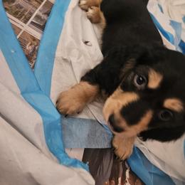 Dachshund Puppies from Grand mesa mini dachshund