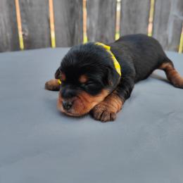 Mis. Yellow - Black and gold female Yorkshire Terrier puppy in Woodway, Texas from The Yorkie Empire