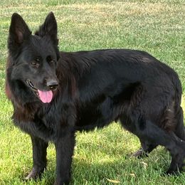 Piper - German Shepherd