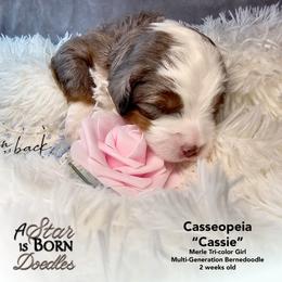 Cassiopeia - 'Cassie' - Pink Collar - Blue merle female Bernedoodle puppy in Jackson, Michigan from A Star is Born Doodles