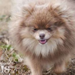 Padme - Pomeranian