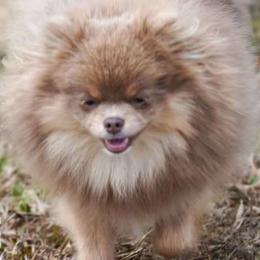 Padme - Pomeranian