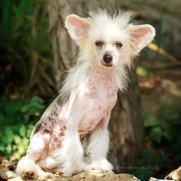 Morticia  - Chinese Crested