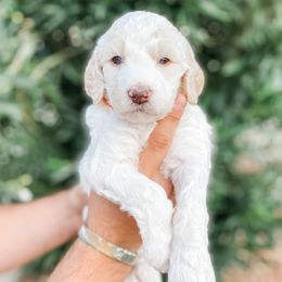 Boy 5 - Poodle puppy in La Verkin, Utah from LeBaron Standard Poodles