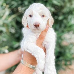 Boy 5 - Poodle puppy in La Verkin, Utah from LeBaron Standard Poodles