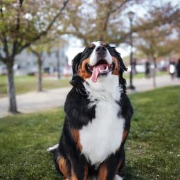 Bernese Mountain Dog puppies from Rebel Mountain Bernese