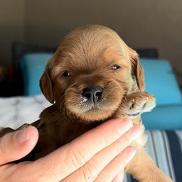 Boy 5 - Goldendoodle puppy in Kaysville, Utah from Princess Leih Puppies!