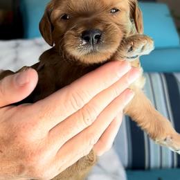 Boy 5 - Goldendoodle puppy in Kaysville, Utah from Princess Leih Puppies!