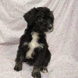 Aussiedoodle, Australian Shepherd, and Poodle Puppies from Kay Kay's Pupper Patch