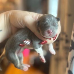 Dior - Blue female Pembroke Welsh Corgi puppy in East Oakdale, California from Rhettro Kennels