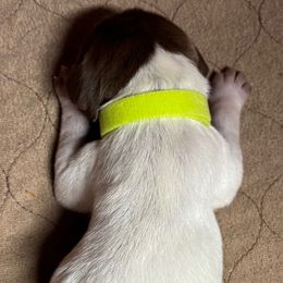 Rex - Liver and white male German Shorthaired Pointer puppy in Morgantown, Indiana from Kevin Funkhouser Kennel