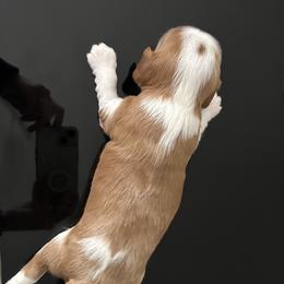 Cavalier King Charles Spaniel Puppies from Misty Meadow Cavaliers