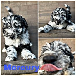 Mercury - Blue merle Aussiedoodle puppy in Tyler, Texas from Southern Royal Aussiedoodles