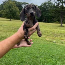 Mya - Dapple female Dachshund puppy in Milroy, Pennsylvania from Not Your Average Weiner