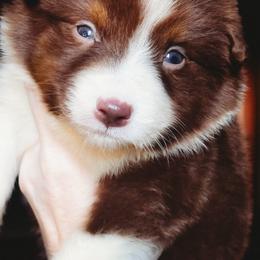 Noah - Red tri-color male Australian Shepherd puppy in Austin, Texas from Sweetwater Australian Shepherds