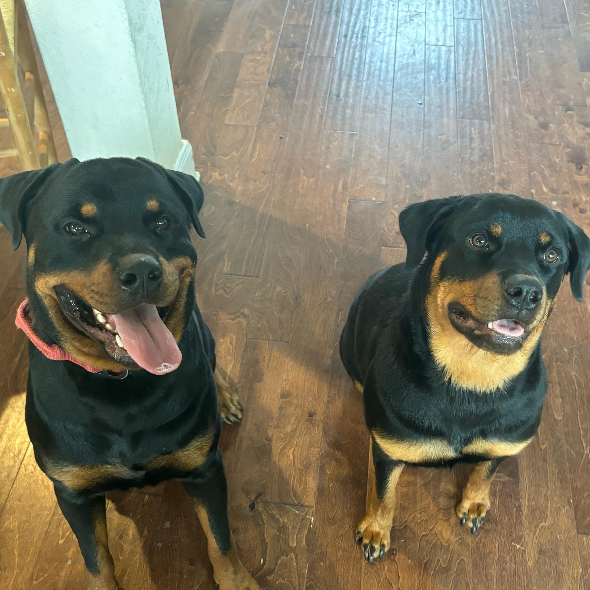 Chriskennels in Texas | Rottweiler puppies | Good Dog