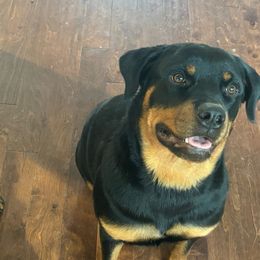 Rottweilers from Chriskennels