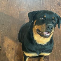 Rottweilers from Chriskennels