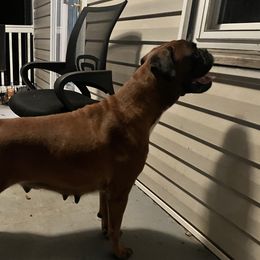 Malibu - Fawn female Boxer puppy in Glennville, Georgia from Vandalo Boxers
