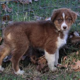 Madison - Red tri-color female Australian Shepherd puppy in Kansas, Oklahoma from Windy G Farm