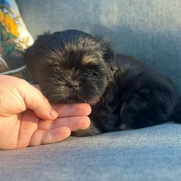 Tiny Bee - Sable female Shih Tzu puppy in Alvord, Texas from Gift of Gods Favor