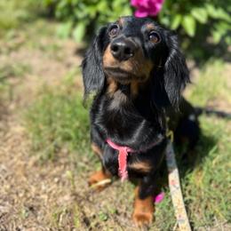 Daisy - Dachshund