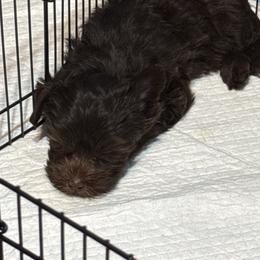 Jesse - Pur Collar - Liver female Yorkshire Terrier puppy in Dallas, Texas from JBzPawz