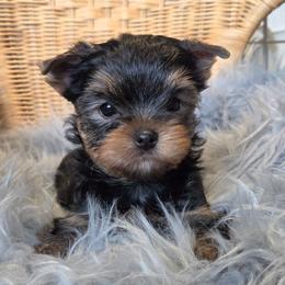 Ezra - Blue and gold male Yorkshire Terrier puppy in Battle Ground, Washington from Joyful Yorkies