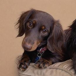Bobbie - Dachshund