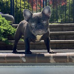 Space - French Bulldog