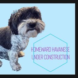 Havanese puppies from Homeward Havanese, LLC