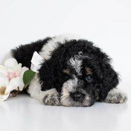 Max - Black white and tan male Springerdoodle puppy in Fargo, North Dakota from Dakota SpringerDoodles