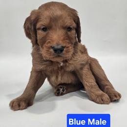 Druzy - Blue Collar Male - Red  male Goldendoodle puppy in Mocksville, North Carolina from Hunting Creek Farm & Kennel