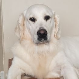 Lola - Golden Retriever