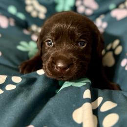 Dark Purple Collar - Chocolate female Labrador Retriever puppy in Somerset, California from Cantina Labs and Cavs