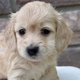 Ashley - Cream female Dachshund puppy in Richmond, Virginia from Irresistible Dachshunds