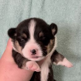 American Corgi and Pembroke Welsh Corgi Puppies from Flying K Corgis