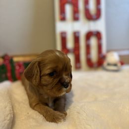 Girl 2 - Ruby female Cavalier King Charles Spaniel puppy in Solon, Iowa from Hickory House Cavaliers