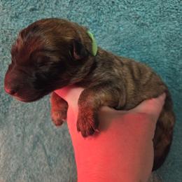 Girl 5 - female German Shepherd puppy in Dallas, Pennsylvania from Mountainside German Shepherds