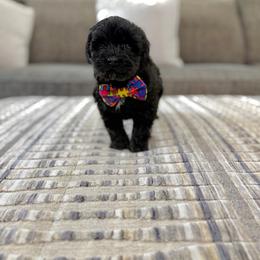 Gunner - Black male Australian Labradoodle puppy in Calhoun, Louisiana from Arrowhead Australian Labradoodles